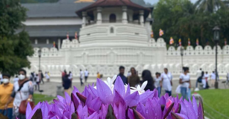 Kandy privet day tour with pinnawala and Tea plantation - Temple of the Sacred Tooth Relic
