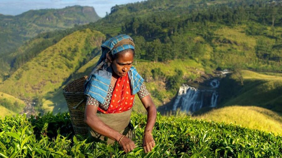 Kandy: Shanthipura and Nuwara Eliya - Lunch in Nuwara Eliya Comes at Your Expense
