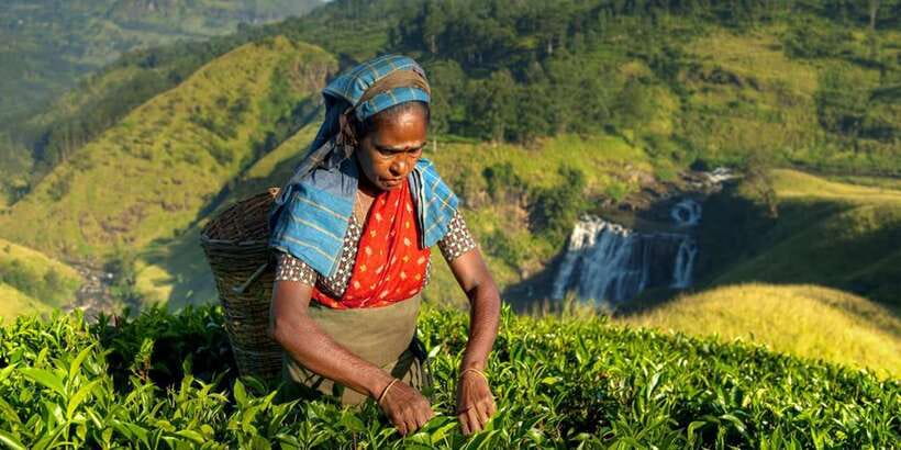 Kandy: Shanthipura and Nuwara Eliya - What the $65 Price Really Covers