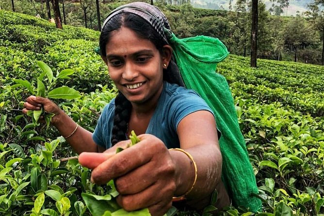 Kandy to Nuwara Eliya Day Tour - Gregory Lake and Nuwara Eliya