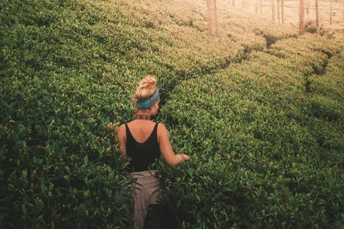 Kandy to Nuwara Eliya Day Tour - The return to Kandy is the tradeoff
