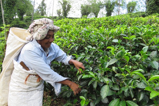 Kandy to Nuwara Eliya Day Trip – Little England & Tea Country - Leaving Kandy for Sri Lanka’s hill country