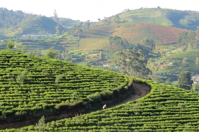 Kandy to Nuwara Eliya Day Trip – Little England & Tea Country - Gregory Lake and the cool side of Nuwara Eliya