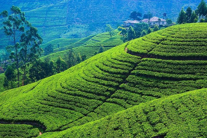 Kandy to Nuwara Eliya Private Day Tour - Strawberry drinks and a quick farm stop