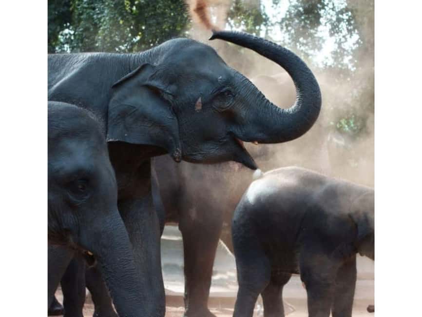 Kandy to Pinnawala Orphanage and Ambuluwawa Guided Day Tours - What the $16 price really buys you