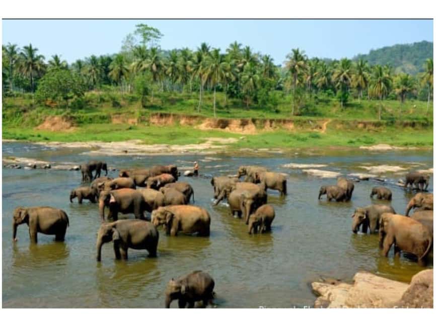 Kandy to Pinnawala Orphanage and Ambuluwawa Guided Day Tours - Two hours at Peradeniya Royal Botanic Gardens