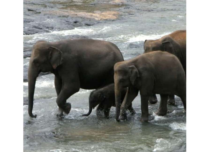 Kandy to Pinnawala Orphanage and Ambuluwawa Guided Day Tours - A short look at the Mahaweli River