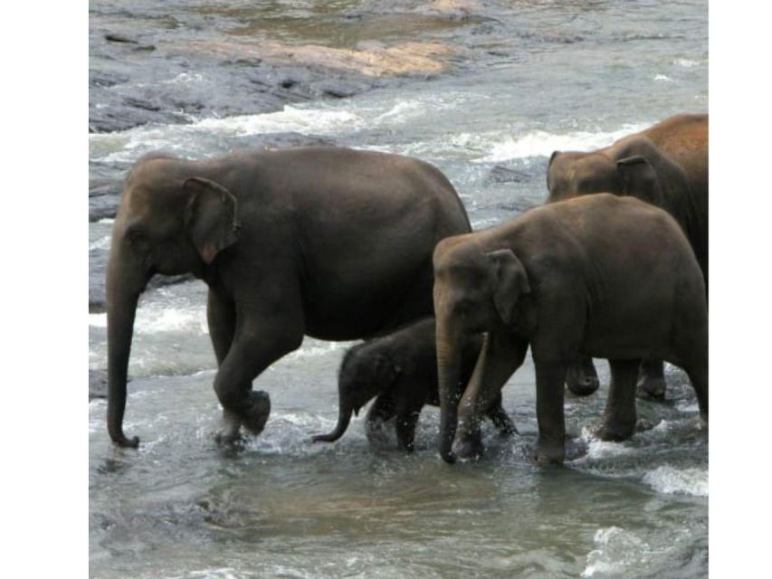 Kandy to Pinnawala Orphanage and Ambuluwawa Guided Day Tours - Gemstones, ayurveda, and optional extras