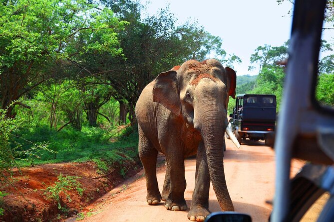 Kandy to Sigiriya and Dambulla Safari Day Tour - Who should book this day tour?