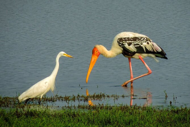 Kandy to Trincomalee Shuttle & Safari Drive - Four hours among elephants and lake country