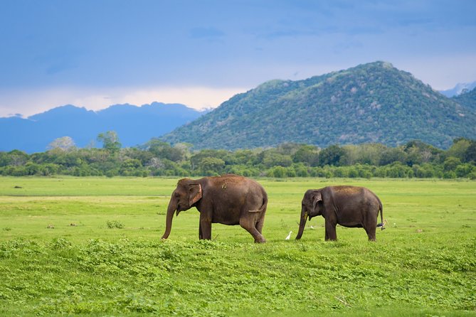 Kandy to Trincomalee Shuttle & Safari Drive - What you probably will not see