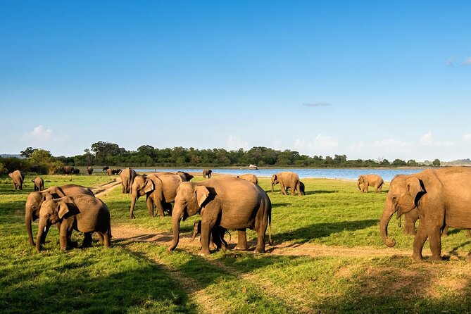 Kandy to Trincomalee Shuttle & Safari Drive - Is $100 per person a fair price?