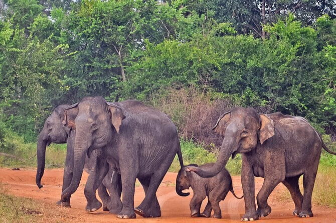 Kanneliya Rain Forest Tour - What You May See Along the Three-Hour Walk