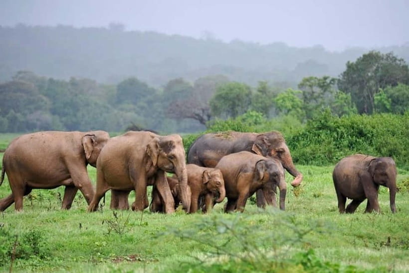 Kaudulla National Park Half-Day Safari with Expert - Why Kaudulla Works So Well for a Half-Day Safari