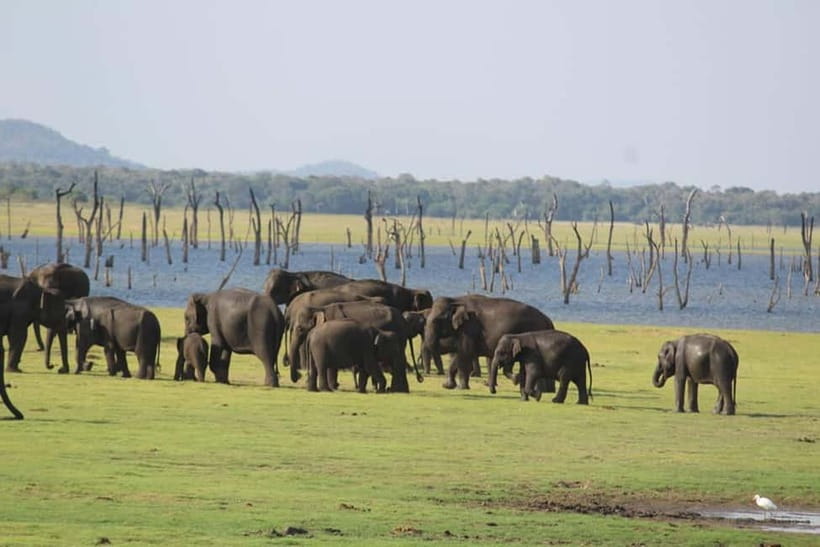 Kaudulla National Park Half-Day Safari with Expert - Entering the Park by 4x4 Jeep