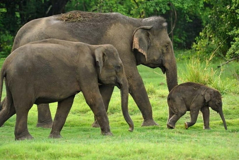 Kaudulla National Park Half-Day Safari with Expert - What the $34 Price Really Covers
