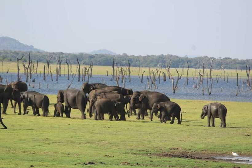 Kaudulla National Park Half-Day Safari with Expert - Best Times and Best Types of Visitors