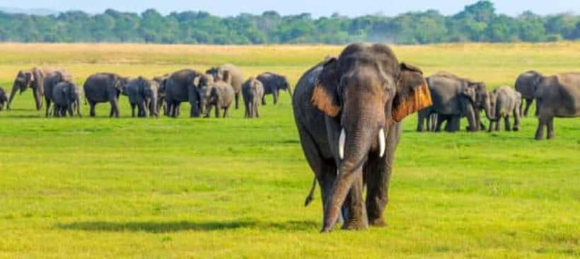 Kaudulla National Park Half-Day Safari with Expert - The Drive to Kaudulla National Park