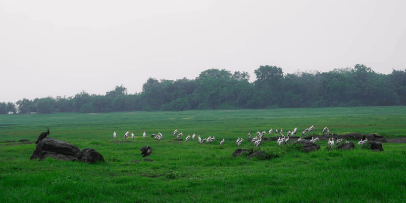 Kaudulla National Park Half Day Sri Lanka Jeep Safari - How to prepare for better photographs