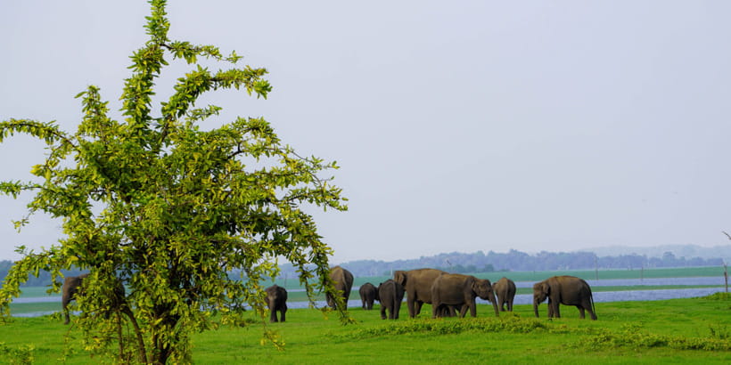 Kaudulla National Park Half Day Sri Lanka Jeep Safari - Why Kaudulla works so well for an afternoon safari