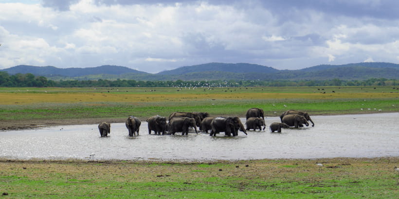 Kaudulla National Park Half Day Sri Lanka Jeep Safari - Elephant families, calves, and the famous gathering