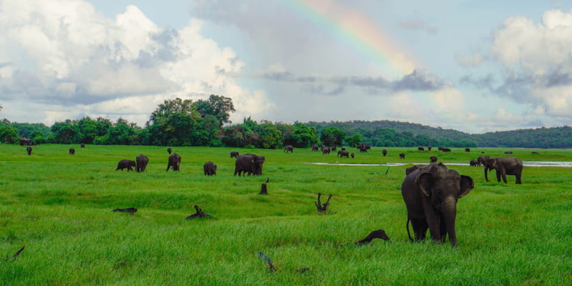 Kaudulla National Park Half Day Sri Lanka Jeep Safari - When the safari changes parks