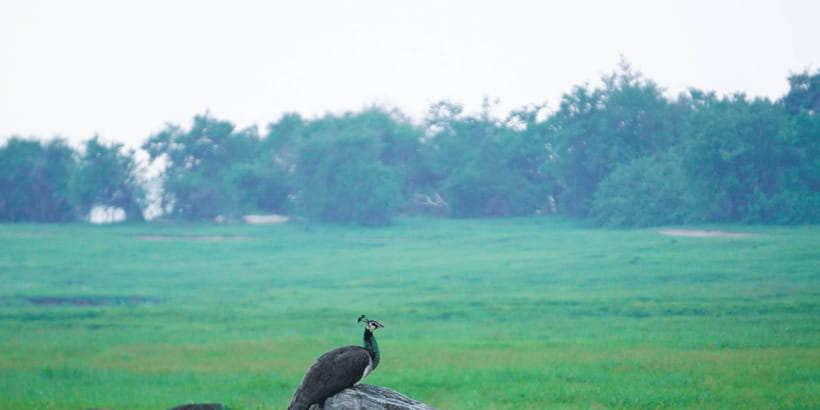 Kaudulla National Park Half Day Sri Lanka Jeep Safari - Guides make the biggest difference