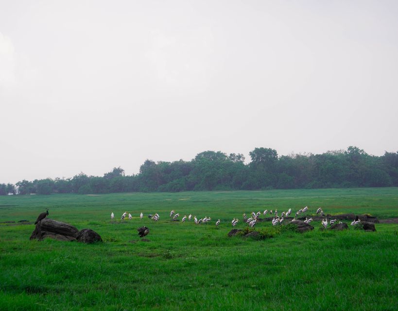 Kaudulla National Park Half Day Sri Lanka Jeep Safari - What the $39 price really means
