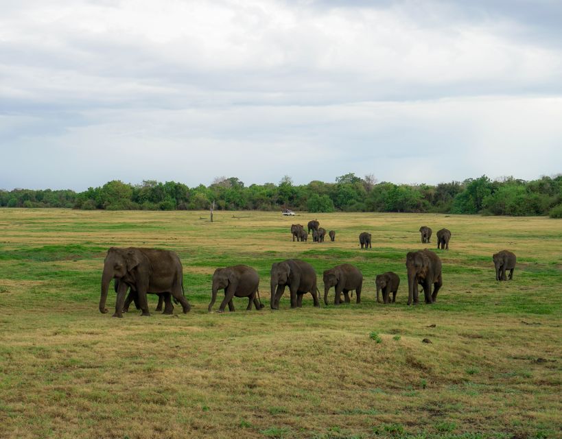 Kaudulla National Park Half Day Sri Lanka Jeep Safari - Crowds, weather, and comfort