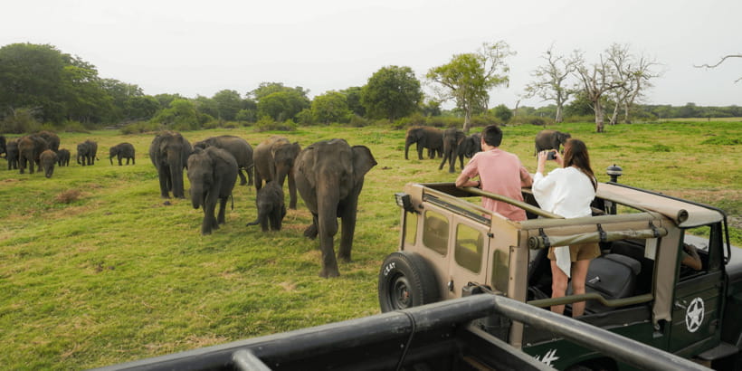 Kaudulla National Park Half Day Sri Lanka Jeep Safari - The 12:30 PM pickup from Sigiriya and nearby hotels