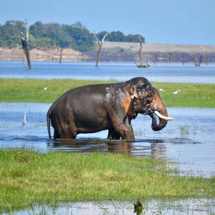 Kaudulla National Park Private Elephant & Wildlife Safari - Birds, deer, and smaller sightings