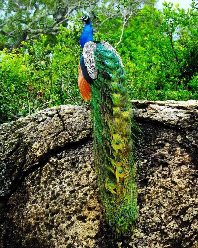 Kaudulla National Park Private Elephant & Wildlife Safari - What the guides add to the outing