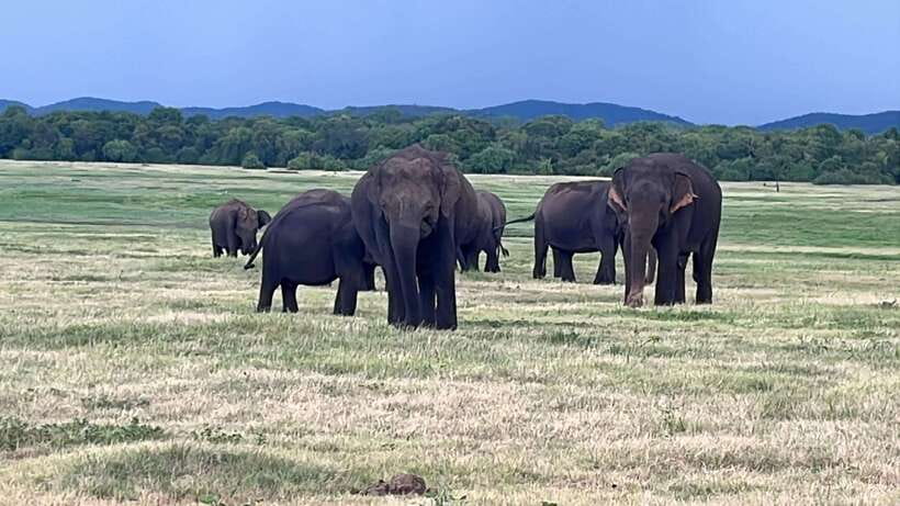 Kaudulla National Park: Private Safari - Kaudulla Tank, where the elephants gather