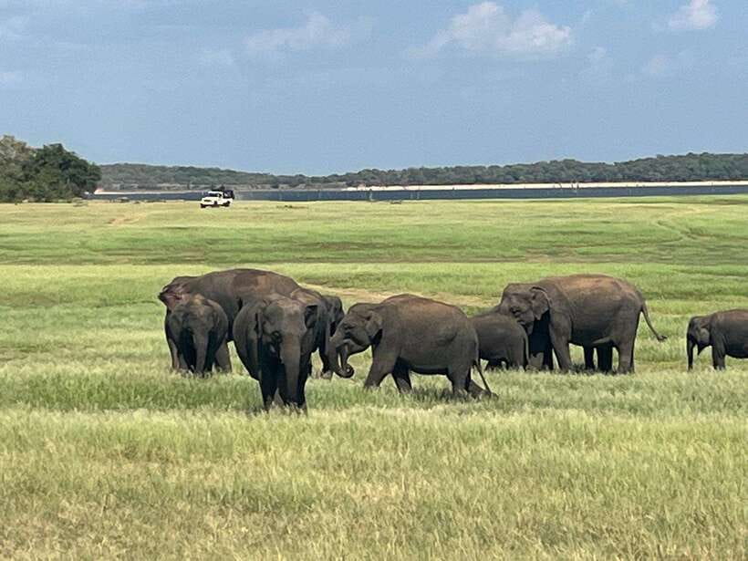 Kaudulla National Park: Private Safari - Choosing the 2:30 PM evening departure