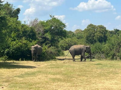 Kaudulla National Park: Private Safari
