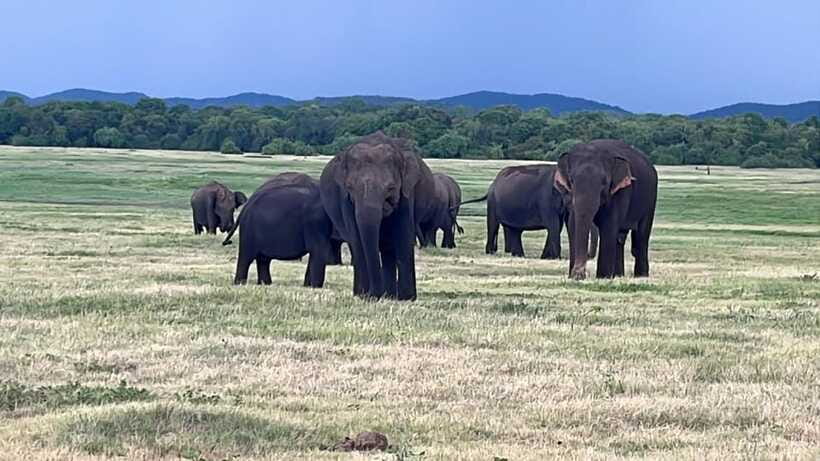 Kaudulla National Park: Private Safari - The closest encounters require sensible expectations
