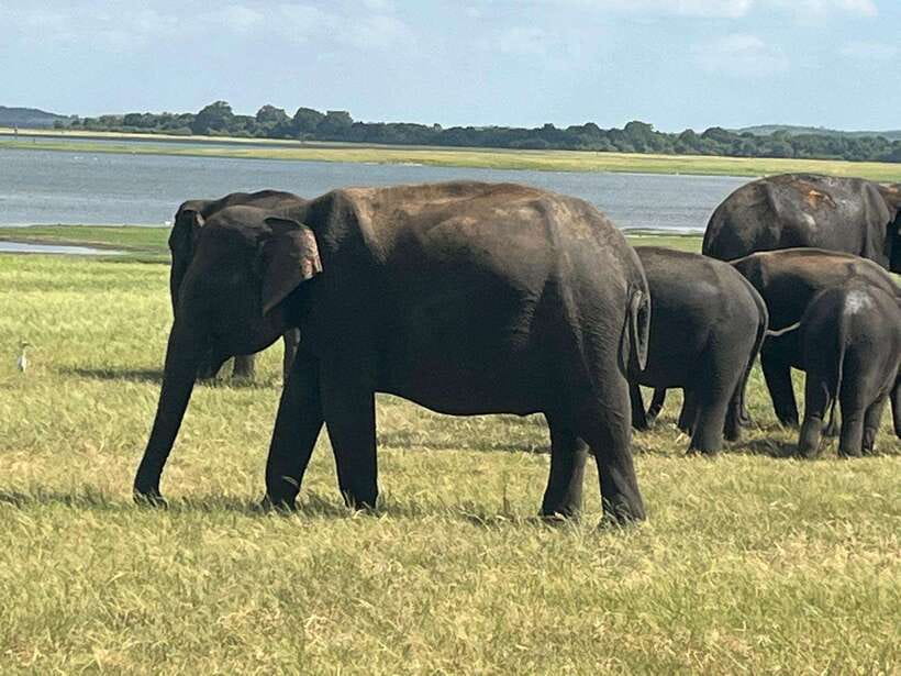 Kaudulla National Park: Private Safari - Pickup, meeting point, and the five-kilometer rule