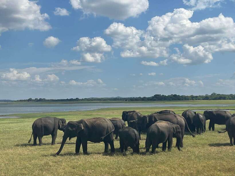 Kaudulla National Park: Private Safari - Who will enjoy this safari most?