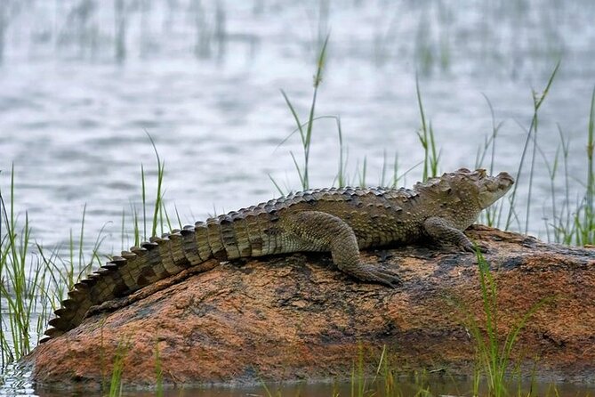 Kaudulla National Park Safari | Jeep with Tickets - The guide-driver makes a real difference