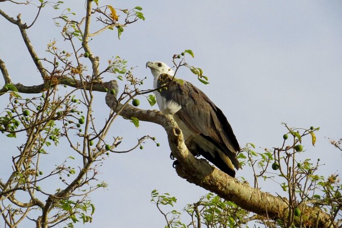 Kaudulla National Park Safari | Jeep with Tickets - Elephant sightings: impressive, but never guaranteed
