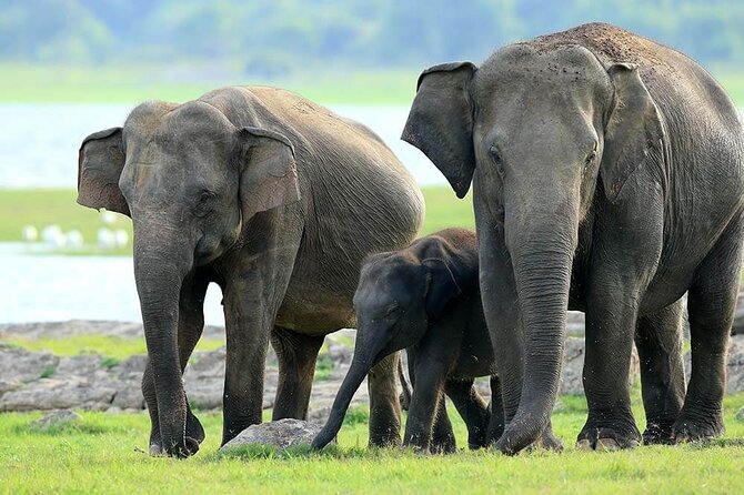 Kaudulla National Park Safari | Jeep with Tickets - Inside the private 4x4 jeep