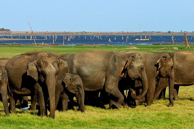 Kaudulla National Park Safari [private , full package] - The afternoon jeep ride and why timing matters