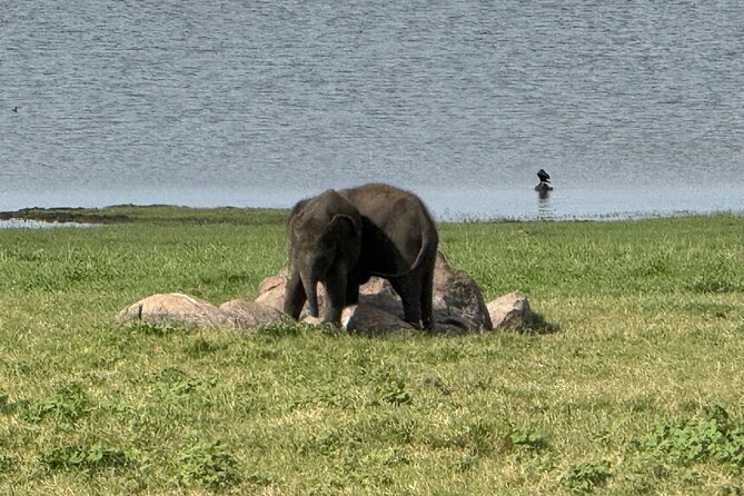Kaudulla National Park Safari [private , full package] - What else you might see beyond elephants