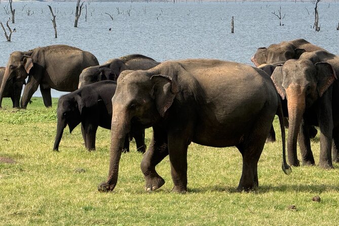 Kaudulla National Park Safari [private , full package] - Is $110 per person good value?