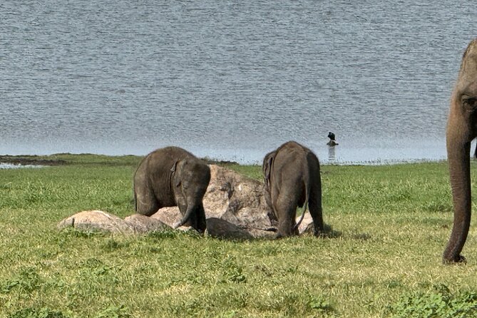 Kaudulla National Park Safari [private , full package] - The private format suits families and small groups