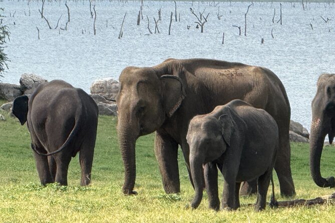 Kaudulla National Park Safari [private , full package] - What to bring and how to prepare