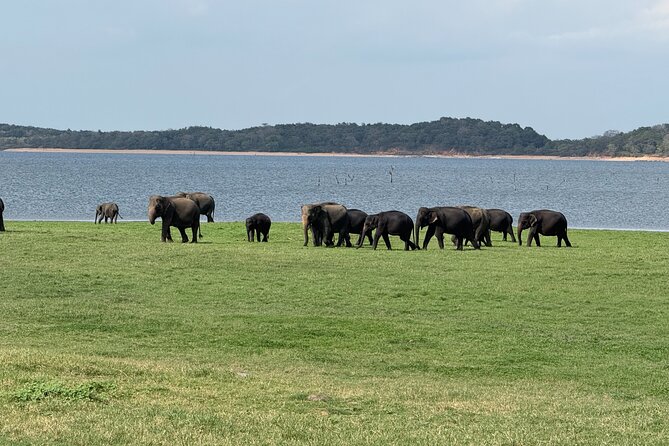 Kaudulla National Park Safari [private , full package] - Elephant viewing without the frantic chase
