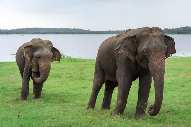 Kaudulla National Park Shared Safari - Key points to know before you book