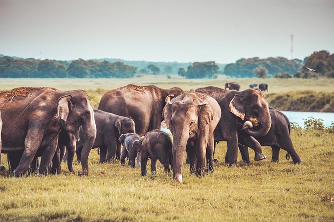 Kaudulla National Park Shared Safari - Why Kaudulla National Park is worth your time