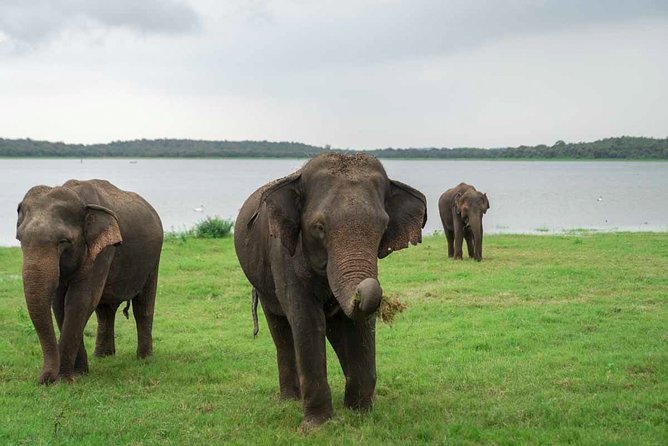 Kaudulla National Park Shared Safari - The private jeep and group size